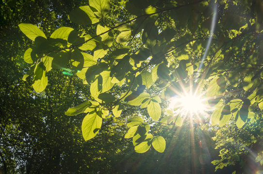 Hojas verdes iluminadas por el sol